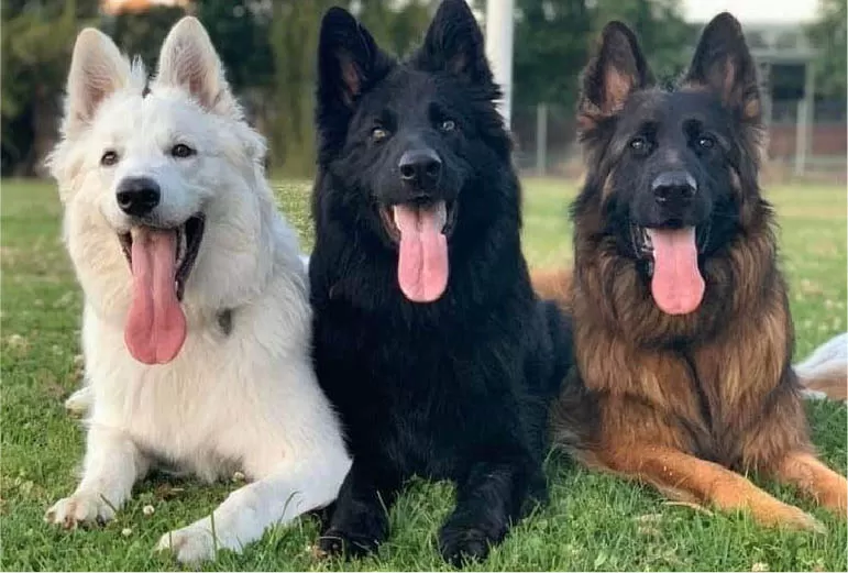 History and Genetics of Rare German Shepherd Colors